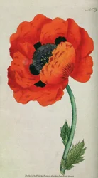 Orientalischer Mohn (Papaver orientale), Tafel 57 aus William Curtis The Botanical Magazine (oder Flower Garden Displayed), veröffentlicht 1787